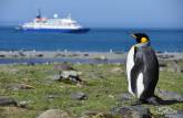 Um raro pinguim rei solitário em St Andrews Bay, na Geórgia do Sul